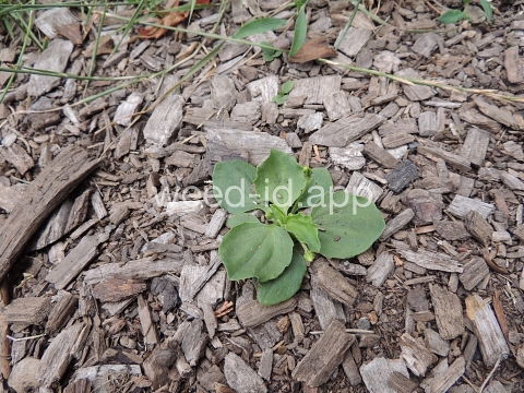 plantain, broadleaf